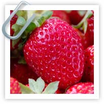 Strawberries - how to plant and raise them
