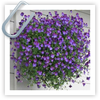 Hanging Baskets and Container Planting