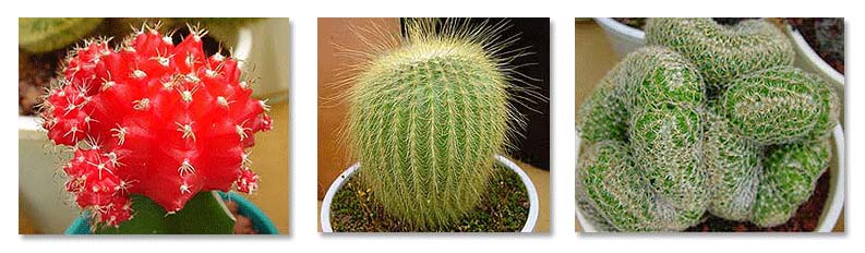 an-introduction-to-cactii-gardensonline