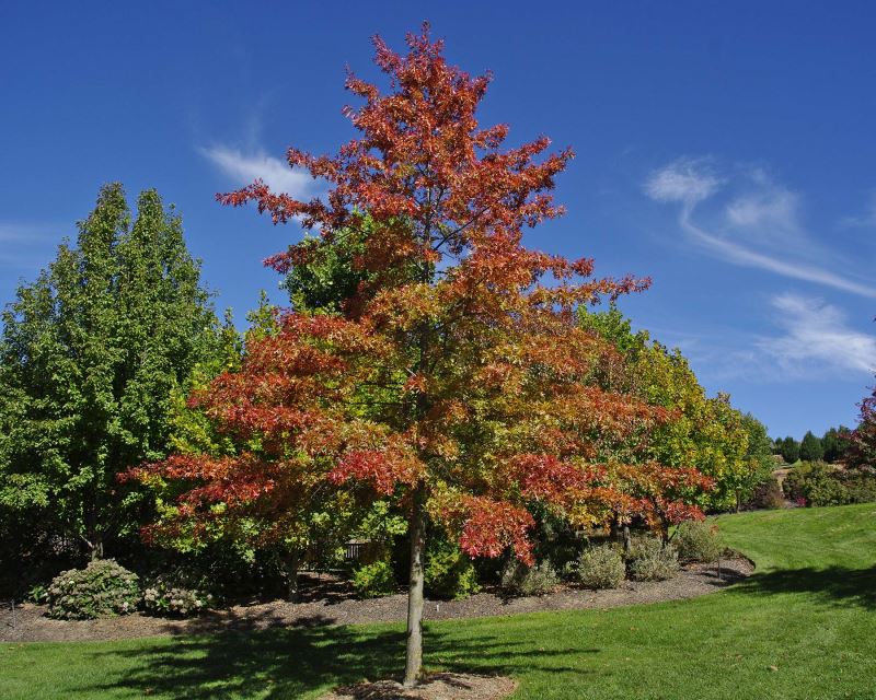 Quercus palustris - spectacular autumn colour leaves