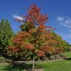Quercus palustris - spectacular autumn colour leaves
