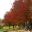 Quercus palustris - brilliant red autumn colour in Canberra