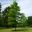 Quercus palustris - late spring in Kew Gardens