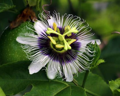 Passiflora edulis - the Passionfruit flower