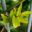 Passiflora edulis foliage