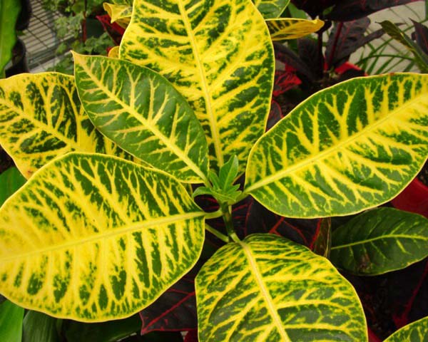 GardensOnline: Codiaeum variegatum