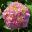 Hydrangea macrophylla Kluis Superba - pale pink flowers