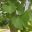 The fan shaped leaves of Ginkgo biloba - Maidenhair Tree