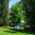 Ginkgo biloba - Maidenhair Tree - Sydney Botanic Gardens
