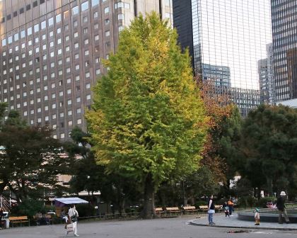 Ginkgo biloba, Maidenhair Tree - seen here in central Tokyo, where they are revered for their autumn colour.