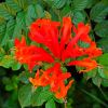 Tecomaria capensis will cover a large wall or fence area and provide great colour when in bloom
