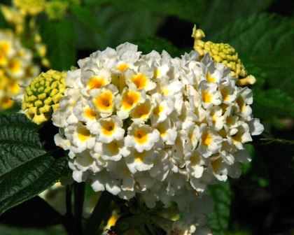 Lantana camara Balucwite  - Lucky White - Clusters of small white flowers with yellow throats