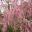 Tamarix ramosissima, wonderful in springtime