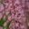 Tamarix ramosissima - Pink Cascade in bloom