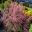 Tamarix ramosissima - Pink Cascade