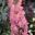 Delphinium 'Princess Caroline'  has pale apricot pink double flowers