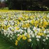Narcissus - when planted en masse they are at their best.