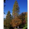 Metasequoia glyptostroboides in late autumn