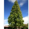 Metasequoia glyptostroboides - photo Alpsdake