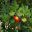 Arbutus unedo - Irish Strawberry Tree - round Yellow to red fruit