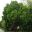 Large broadly domed tree - Arbutus unedo - Irish Strawberry Tree
