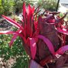 The flower head of the Gymea lily is made up of many bright red lily flowers.