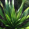 When not in flower the Gymea Lily makes a great foliage plant