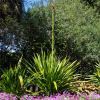 Gymea Lily - flower spike and bud - Sydney Botanic Gardens