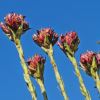 Doryanthes excelsa - the massive flower heads look dramatic against the blue sky