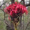 Gymea Lily, Doryanthes excelsa