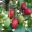 Harpephyllum caffrum - immature green fruit ripen to bright red