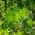Compound leaves at the branch tips - Kaffir Plum - Harpephyllum caffrum