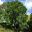 Harpephyllum caffrum - broad domed tree with dense foliage