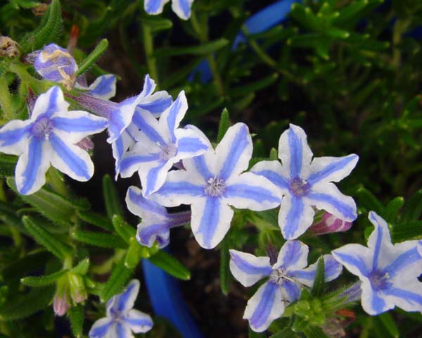 GardensOnline: Lithodora diffusa