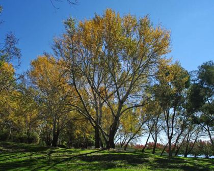 Populus alba - White Poplar yellow leaves autumn