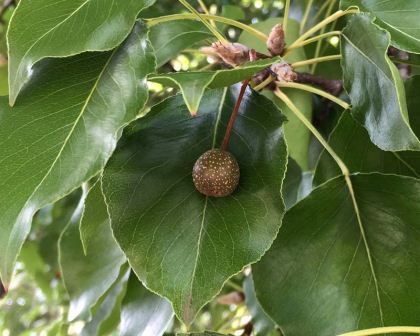 Pyrus calleryana - small brown inedible fruit