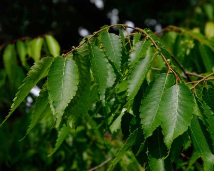 Zelkova serrata - serrated and drooping leaves