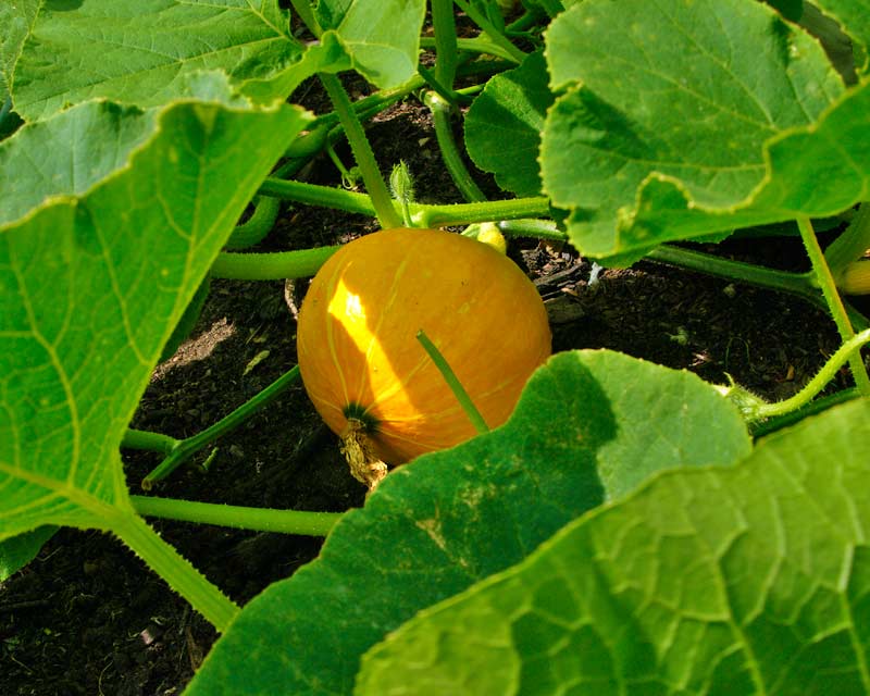 GardensOnline: Cucurbita maxima Golden Nugget