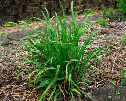 Cymbopogon citratus, lemongrass - tufted grass with lemon scented leaf sheathes used in cooking and medicines
