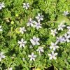 Pratia puberula - Alpine Pratia - pale blue star-like flowers