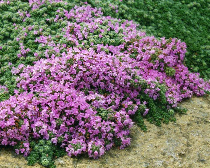 thyme ground cover southern california