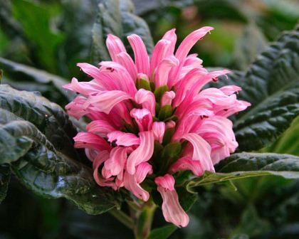 Justicia carnea - plume-like inflorescence of tubular pink flowers
