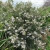 Leptospermum laevigatum - large scrambling shrub, grows well close to coast