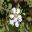 Leptospermum laevigatum - pretty white flowers with egg shaped petals