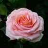 Rosa Hybrid Tea 'Chandos Beauty'