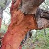 Quercus suber - the Cork Oak
