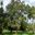 Cork Oak - Quercus suber - Sydney Botanic Gardens