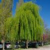 Salix babylonica - the weeping willow