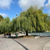 Salix babylonica - Weeping Willow on banks of River Seine in Paris