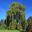 Salix babylonica - Chinese Weeping Willow - English Garden Yarralumba, Canberra